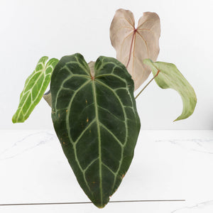 Anthurium Minerva '20' x Dark & Handsome '9' by DocBlock® 9 (wk35-L91)