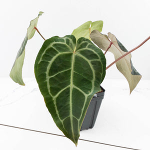 Anthurium Minerva '20' x Dark & Handsome '9' by DocBlock® 9 (wk35-L91)