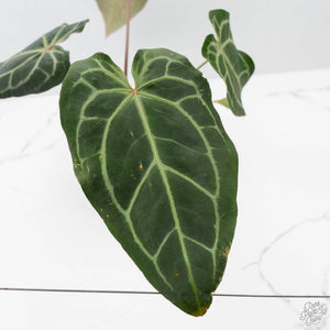 Anthurium Minerva '20' x Dark & Handsome '9' by DocBlock (wk42-L91)