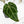 Anthurium Minerva '20' x Dark & Handsome '9' by DocBlock (wk42-L91)