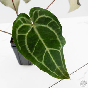 Anthurium Minerva '20' x Dark & Handsome '9' by DocBlock (wk42-L91)