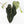 Anthurium Minerva '20' x Dark & Handsome '9' by DocBlock® 9 (wk35-L91)