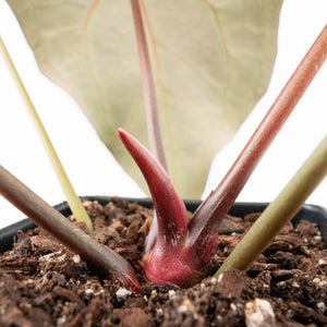 Anthurium Minerva '20' x Dark & Handsome '9' by DocBlock® 9 (wk35-L91)
