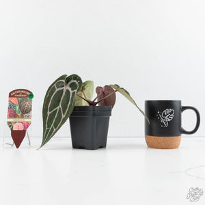 Anthurium Minerva '20' x  Minerva '20' by DocBlock® (wk19-X)