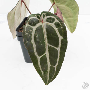 Anthurium Minerva '20' x  Minerva '20' by DocBlock® (wk19-X)