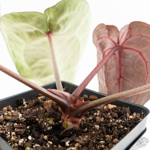 Anthurium Minerva '20' x  Minerva '20' by DocBlock® (wk19-X)