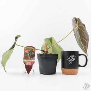 Anthurium Minerva '20' x  Minerva '20' by DocBlock® (wk21-Y)