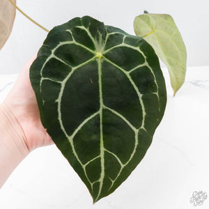 Anthurium Minerva '20' x  Minerva '20' by DocBlock® (wk21-Y)