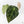 Anthurium Minerva '20' x  Minerva '20' by DocBlock® (wk21-Y)