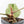 Anthurium Minerva '20' x  Minerva '20' by DocBlock® (wk21-Y)