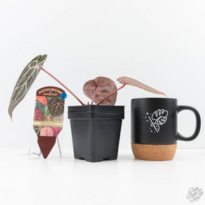 Anthurium Minerva '20' x Minerva '20' by DocBlock® (wk23-B) *Red Veins*