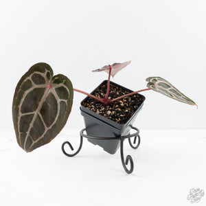 Anthurium Minerva '20' x Minerva '20' by DocBlock® (wk23-B) *Red Veins*