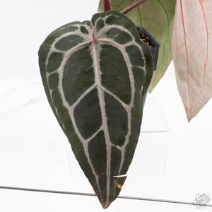 Anthurium Minerva '20' x Minerva '20' by DocBlock® (wk27-E) *Red Veins*