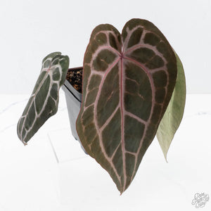 Anthurium Minerva '20' x Minerva '20' by DocBlock® (wk27-E) *Red Veins*