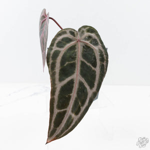 Anthurium Minerva '20' x Minerva '20' by DocBlock® (wk27-F) Purple Veins