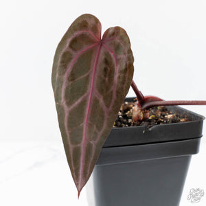 Anthurium Minerva '20' x Minerva '20' by DocBlock® (wk27-F) Purple Veins