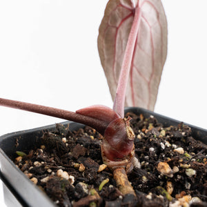 Anthurium Minerva '20' x Minerva '20' by DocBlock® (wk27-F) Purple Veins