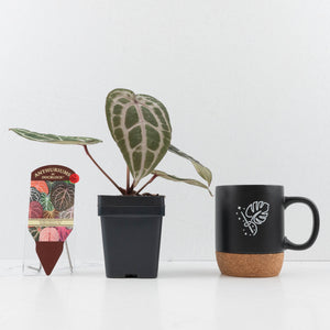 Anthurium Minerva '20' x  Minerva '20' by DocBlock® (wk39-L255)