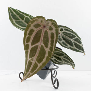 Anthurium Minerva '20' x  Minerva '20' by DocBlock® (wk39-L255)