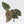 Anthurium Minerva '20' x  Minerva '20' by DocBlock® (wk39-L255)