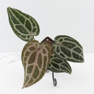 Anthurium Minerva '20' x  Minerva '20' by DocBlock® (wk39-L255)