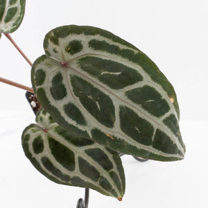 Anthurium Minerva '20' x  Minerva '20' by DocBlock® (wk39-L255)