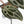 Anthurium Minerva '20' x  Minerva '20' by DocBlock® (wk39-L255)