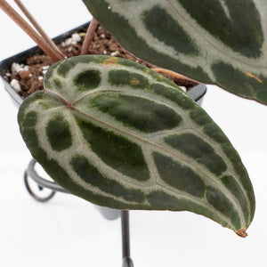 Anthurium Minerva '20' x  Minerva '20' by DocBlock® (wk39-L255)