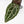 Anthurium Minerva '20' x  Minerva '20' by DocBlock® (wk39-L255)