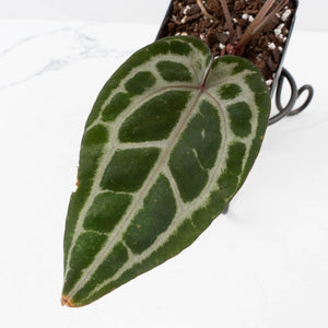 Anthurium Minerva '20' x  Minerva '20' by DocBlock® (wk39-L255)