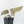 Anthurium Minerva '20' x  Minerva '20' by DocBlock® (wk39-L255)