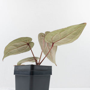 Anthurium Minerva '20' x  Minerva '20' by DocBlock® (wk39-L255)