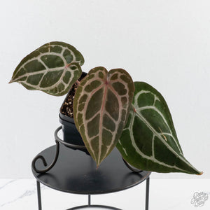 Anthurium Minerva '20' x  Minerva '20' by DocBlock (wk40-L327)