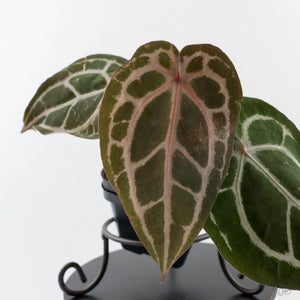 Anthurium Minerva '20' x  Minerva '20' by DocBlock (wk40-L327)