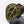 Anthurium Minerva '20' x  Minerva '20' by DocBlock (wk40-L327)