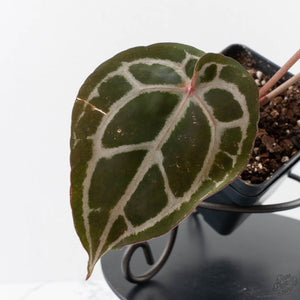 Anthurium Minerva '20' x  Minerva '20' by DocBlock (wk40-L327)