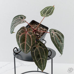 Anthurium Minerva '20' x  Minerva '20' by DocBlock - Pink Veins (wk42-L376)