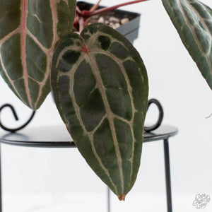Anthurium Minerva '20' x  Minerva '20' by DocBlock - Pink Veins (wk42-L376)