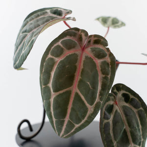 Anthurium Minerva '20' x  Minerva '20' by DocBlock - Pink Veins (wk42-L376)