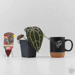 Anthurium Minerva '20' x  Minerva '20' by DocBlock - Purple Emergent (wk42-L377)