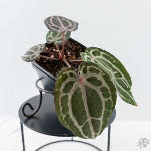Anthurium Minerva '20' x  Minerva '20' by DocBlock - Purple Emergent (wk42-L377)