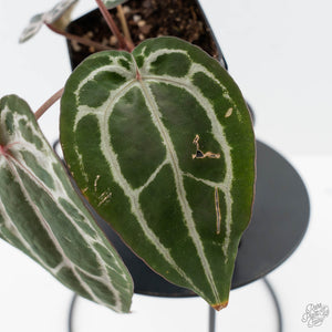 Anthurium Minerva '20' x  Minerva '20' by DocBlock - Purple Emergent (wk42-L377)