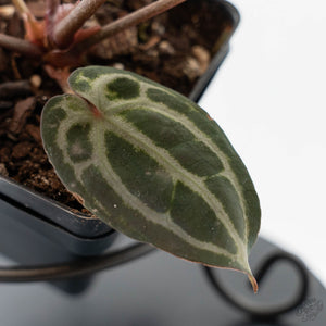 Anthurium Minerva '20' x  Minerva '20' by DocBlock - Purple Emergent (wk42-L377)