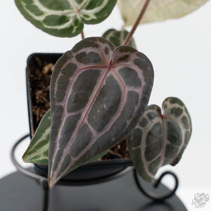 Anthurium Minerva '20' x  Minerva '20' by DocBlock - Purple Emergent (wk42-L377)