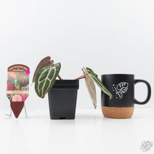 Anthurium Minerva '20' x  Minerva '20' by DocBlock® (wk22-S) *Purple Veins*
