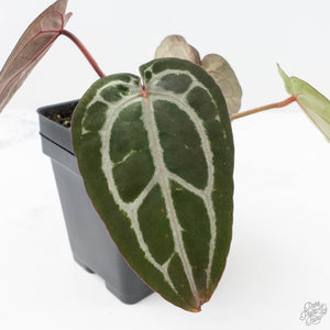 Anthurium Minerva '20' x  Minerva '20' by DocBlock® (wk22-S) *Purple Veins*