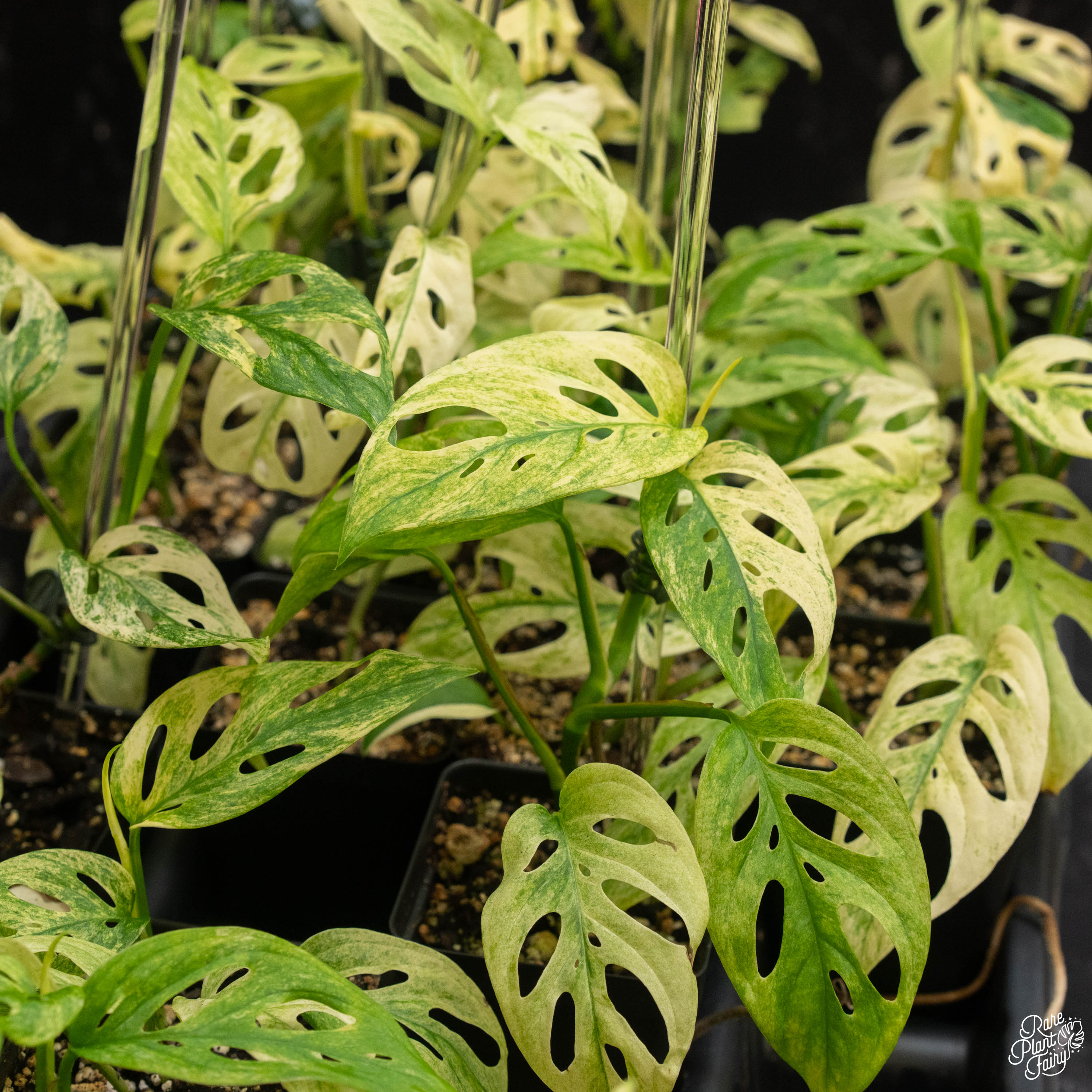 yellow monstera adansonii Monstera Adansonii Double Windows Mint Variegated (Commonly Mislabeled – Rare Plant Fairy