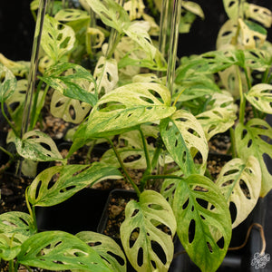 Monstera Adansonii ‚ÄòDouble Windows‚Äô Mint Variegated (Commonly Mislabeled as Monstera Acuminata Mint) *Grower's Choice*