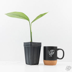 Monstera 'Croatii' (wk27-A)