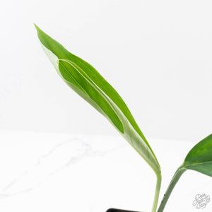 Monstera 'Croatii' (wk27-A)